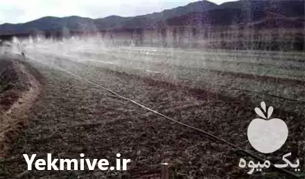 فروش لوله های بارانی پی فلکس در اراک در گروه خرید و فروش لوله کشاورزی در یکمیوه -عکس1