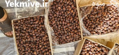 قیمت خرمای خاصویی در ساری در گروه خرید و فروش خرما در یکمیوه -عکس2