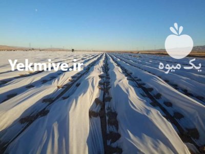 کاور مقاوم ضد سرما در فیروزآباد در فارس در گروه خرید و فروش انواع تجهیزات آبیاری در یکمیوه -عکس1