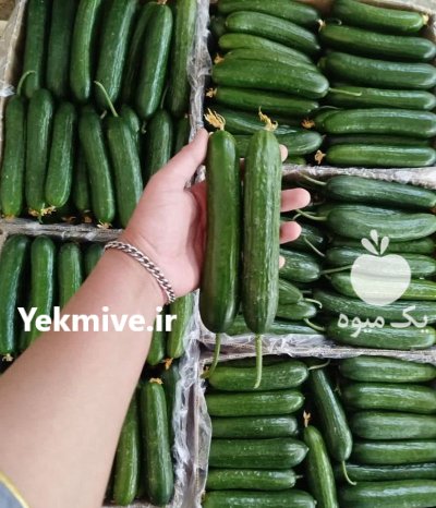 فروش خیار گلخانه ای یزد در گروه خرید و فروش خیار در یکمیوه -عکس1