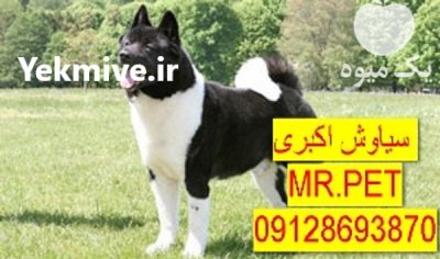 فروش سگ اکیتا آمریکایی بگیر اصیل در تهران در گروه سگ و گربه در یکمیوه -عکس1