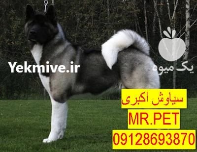 فروش سگ اکیتا آمریکایی بگیر اصیل در تهران در گروه سگ و گربه در یکمیوه -عکس2