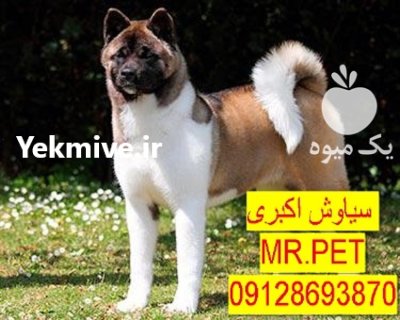 فروش سگ اکیتا آمریکایی بگیر اصیل در تهران در گروه سگ و گربه در یکمیوه -عکس3