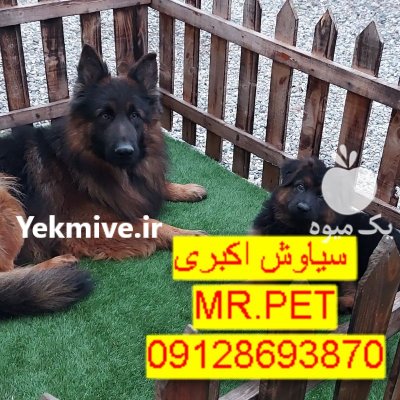 توله سگ ژرمن شپرد باهوش در تهران در گروه سگ و گربه در یکمیوه -عکس2