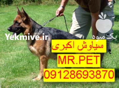 توله سگ ژرمن شپرد باهوش در تهران در گروه سگ و گربه در یکمیوه -عکس1