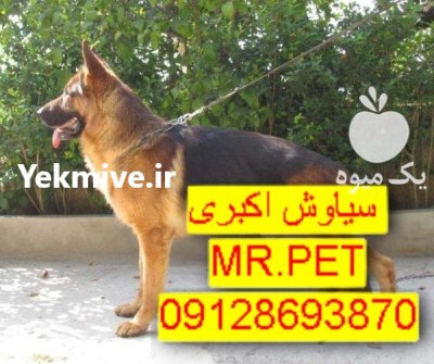 توله سگ ژرمن شپرد باهوش در تهران در گروه سگ و گربه در یکمیوه -عکس3