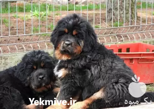 فروش سگ تبت ماستیف در تهران در گروه سگ و گربه در یکمیوه -عکس1