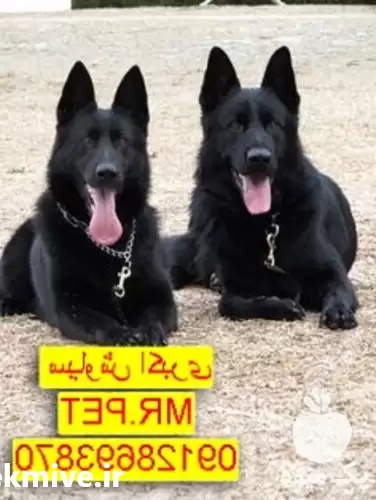 فروش توله سگ ژرمن شپرد باهوش در تهران در گروه سگ و گربه در یکمیوه -عکس1