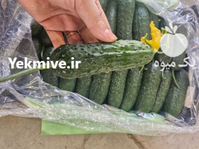 فروش خیار خاردار یزد صادراتی در گروه خرید و فروش خیار در یکمیوه -عکس1