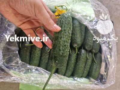 فروش خیار خاردار یزد صادراتی در گروه خرید و فروش خیار در یکمیوه -عکس2