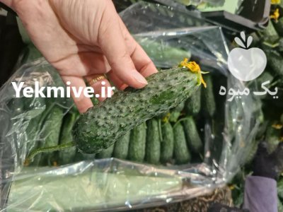 فروش خیار خاردار یزد صادراتی در گروه خرید و فروش خیار در یکمیوه -عکس3