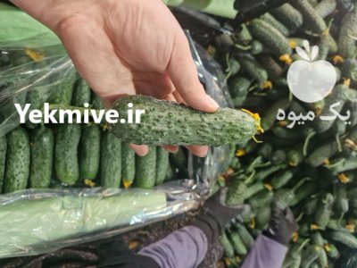 فروش خیار خاردار یزد صادراتی در گروه خرید و فروش خیار در یکمیوه -عکس4