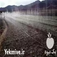 فروش لوله های بارانی پی فلکس در اراک در گروه خرید و فروش لوله کشاورزی در یکمیوه