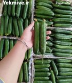 فروش خیار گلخانه ای یزد در گروه خرید و فروش خیار در یکمیوه
