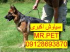 توله سگ ژرمن شپرد باهوش در تهران در گروه سگ و گربه در یکمیوه