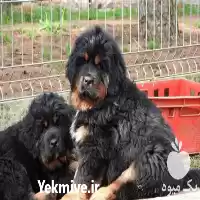 فروش سگ تبت ماستیف در تهران در گروه سگ و گربه در یکمیوه