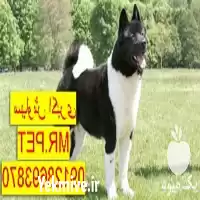 فروش سگ اکیتا آمریکایی بگیر اصیل در کرج در گروه سگ و گربه در یکمیوه
