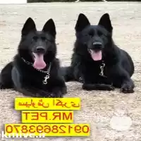 فروش توله سگ ژرمن شپرد باهوش در تهران در گروه سگ و گربه در یکمیوه