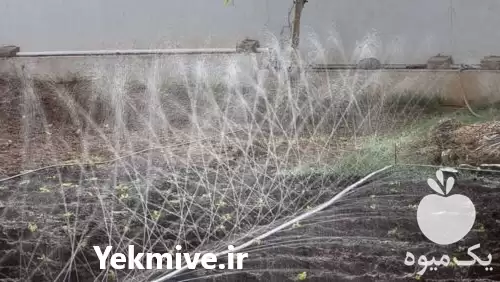 فروش لوله های بارانی پلی فلکس در داورزن در گروه خرید و فروش لوله کشاورزی در یکمیوه -عکس1