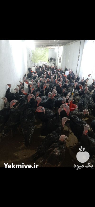 فروش بوقلمون برنز 6 ماهه 200 در گروه مرغ و خروس و بوقلمون و اردک قو قاز در یکمیوه -عکس1