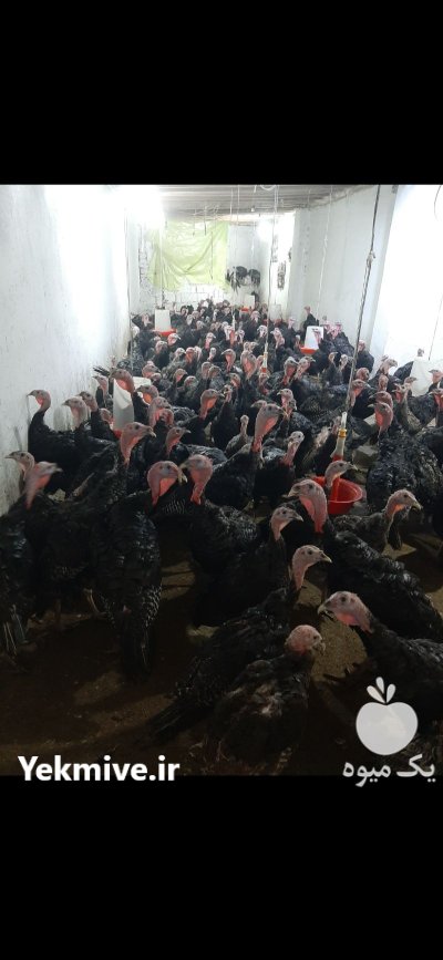 فروش بوقلمون برنز 6 ماهه 200 در گروه مرغ و خروس و بوقلمون و اردک قو قاز در یکمیوه -عکس2