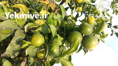 نارنگی و پرتقال درجه یک در ساری در گروه خرید و فروش پرتقال در یکمیوه -عکس1