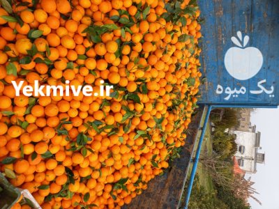 نارنگی و پرتقال درجه یک در ساری در گروه خرید و فروش پرتقال در یکمیوه -عکس2