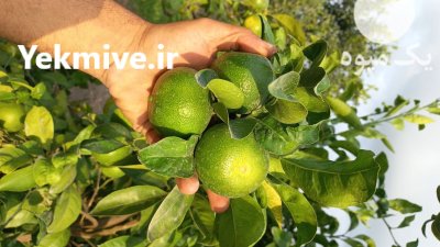 نارنگی و پرتقال درجه یک در ساری در گروه خرید و فروش پرتقال در یکمیوه -عکس3