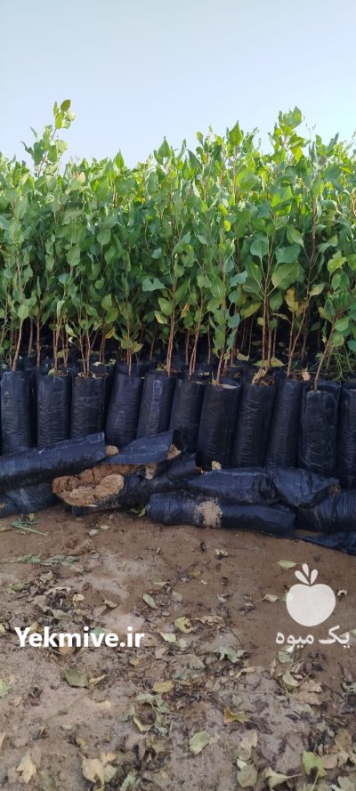 فروش نهال پسته طبیعی در مهریز در فارس در گروه خرید و فروش نهال پسته در یکمیوه -عکس1