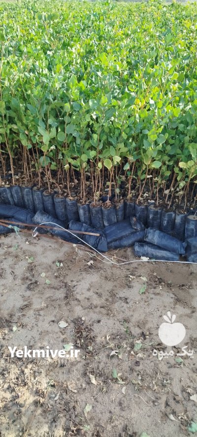 فروش نهال پسته طبیعی در مهریز در فارس در گروه خرید و فروش نهال پسته در یکمیوه -عکس3