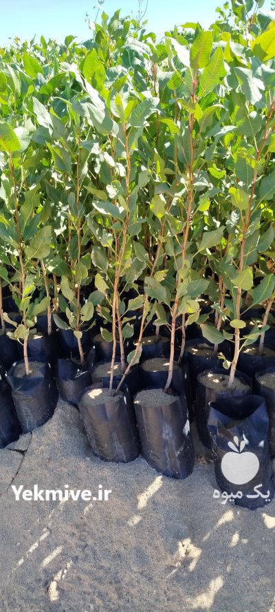 فروش نهال پسته عمده شهرستان مهریز در یزد در گروه خرید و فروش نهال در یکمیوه -عکس2