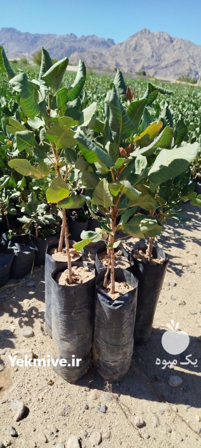 فروش نهال پسته عمده شهرستان مهریز در یزد در گروه خرید و فروش نهال در یکمیوه -عکس1
