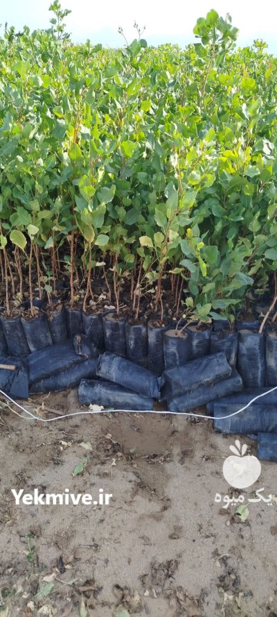 فروش نهال پسته عمده شهرستان مهریز در یزد در گروه خرید و فروش نهال در یکمیوه -عکس1