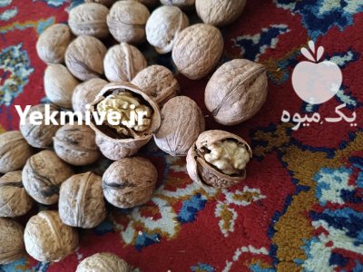 گردو تازه الموت قزوین در بیدستان در گروه خرید و فروش گردو در یکمیوه -عکس2