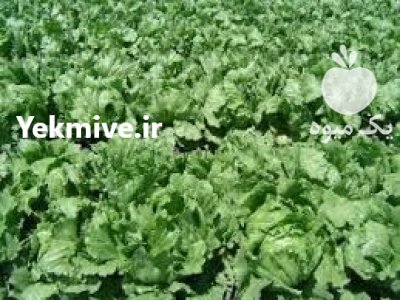 کاهو پیچ در اصفهان در گروه خرید و فروش کاهو در یکمیوه -عکس1