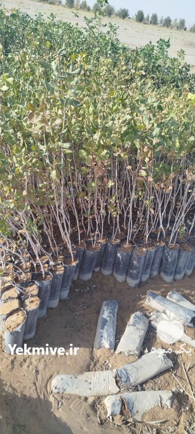 فروش نهال پسته در بوئین زهرا در گروه خرید و فروش نهال پسته در یکمیوه -عکس1