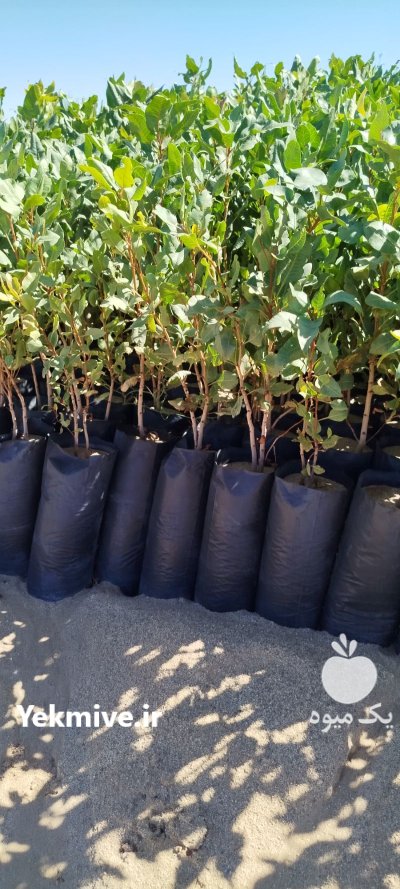 فروش نهال پسته طبیعی در ورامین در گروه خرید و فروش نهال پسته در یکمیوه -عکس1
