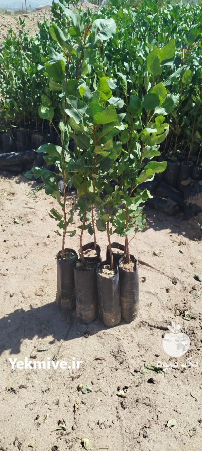 فروش نهال پسته یکساله در کرج در گروه خرید و فروش نهال پسته در یکمیوه -عکس1