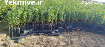 فروش نهال پسته یکساله دوساله سه در گروه خرید و فروش نهال پسته در یکمیوه -عکس1