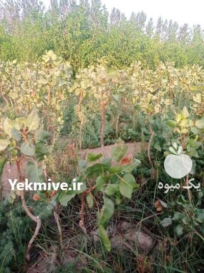 فروش نهال پسته یکساله دوساله سه در گروه خرید و فروش نهال پسته در یکمیوه -عکس1