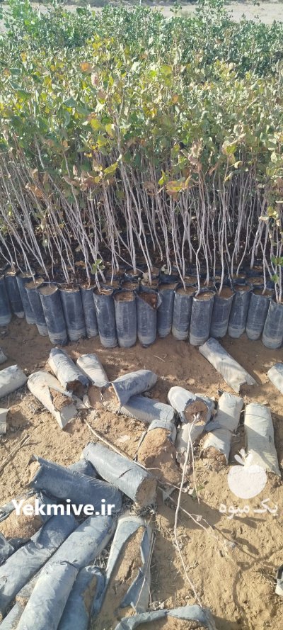 فروش عمده نهال پسته در تبریز در گروه خرید و فروش نهال پسته در یکمیوه -عکس1