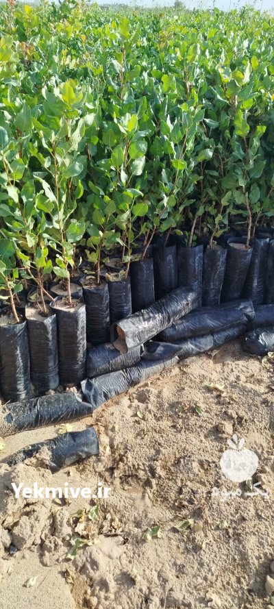 فروش عمده نهال پسته یزد در اصفهان در گروه خرید و فروش نهال پسته در یکمیوه -عکس1
