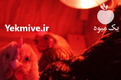 انواع لامپ حرارتی گرمایشی کرسی کم در شهرکرد در گروه خرید و فروش لامپ رشد در یکمیوه -عکس3