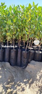 فروش نهال پسته عمده شهرستان مهریز در یزد در گروه خرید و فروش نهال در یکمیوه