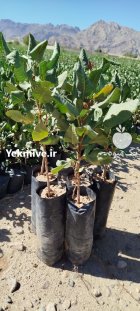 فروش نهال پسته عمده شهرستان مهریز در یزد در گروه خرید و فروش نهال در یکمیوه