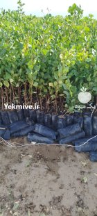 فروش نهال پسته عمده شهرستان مهریز در یزد در گروه خرید و فروش نهال در یکمیوه