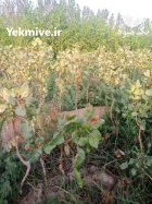 نهال پسته پیوندی در همدان در گروه خرید و فروش نهال پسته در یکمیوه