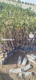 فروش نهال پسته در بوئین زهرا در گروه خرید و فروش نهال پسته در یکمیوه