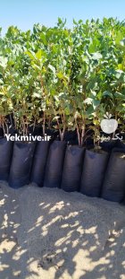 فروش نهال پسته طبیعی در ورامین در گروه خرید و فروش نهال پسته در یکمیوه