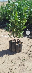 فروش نهال پسته یکساله در کرج در گروه خرید و فروش نهال پسته در یکمیوه